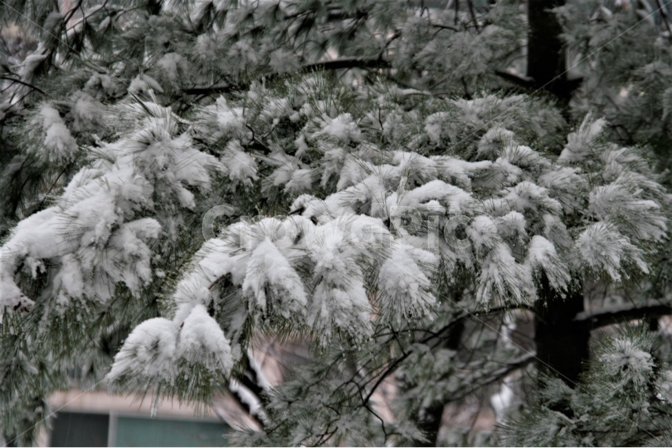 폭설,겨울,소나무,풍경,나무,눈,계절,겨울,계절,winter,season