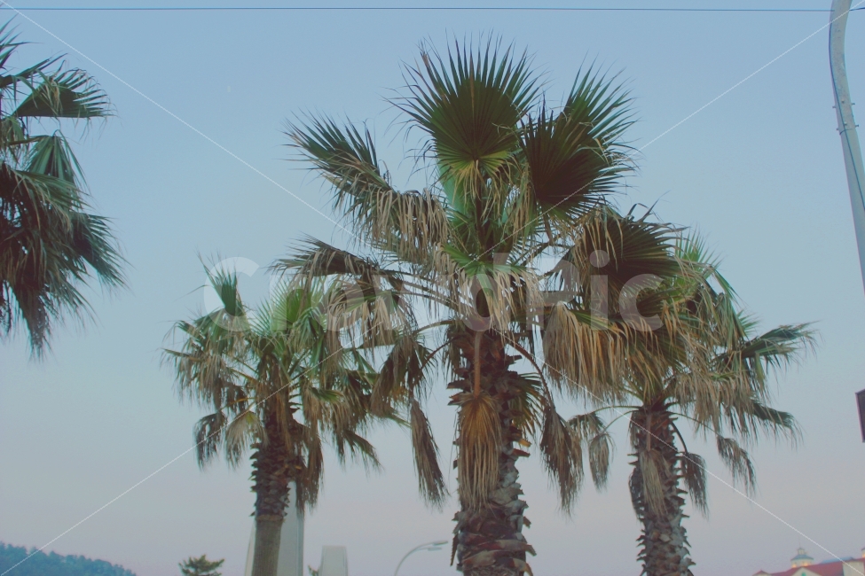 야자수,제주도,밤하늘,제주,자연,노을,해질녘,자연,풍경,nature,landscape,식물,plants,제주도,jeju,jeju island,감성,sensible,feeling,tree,나무,plant,arecaceae,Arecaceae,palm tree