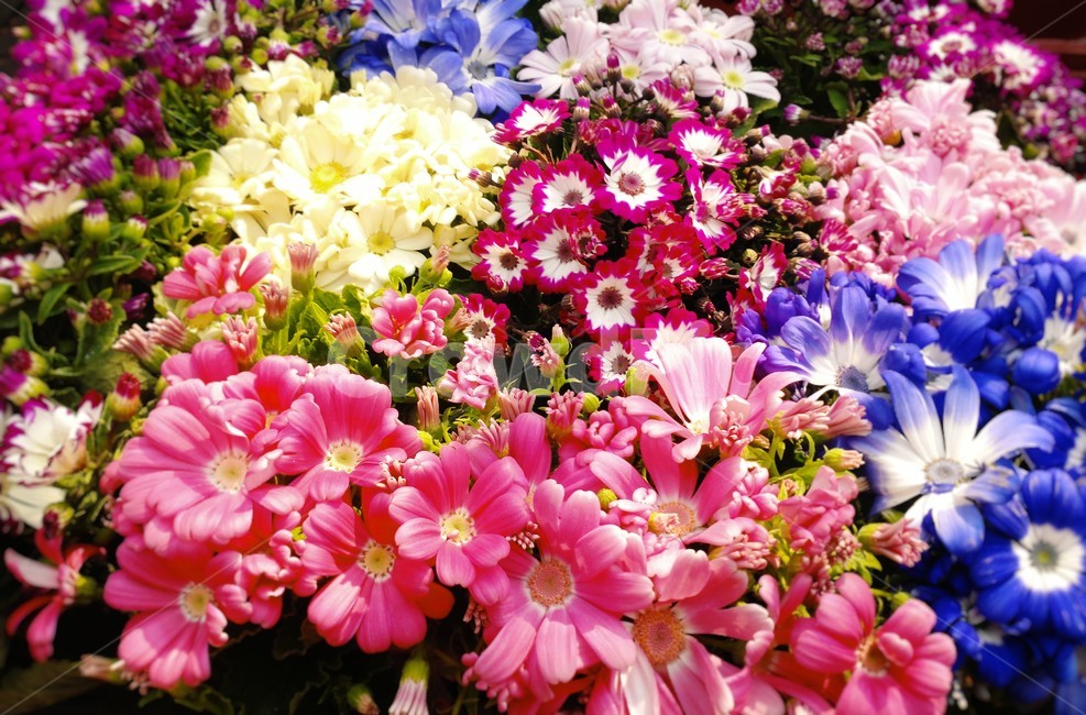 꽃,화분,식물,플라워,컬러