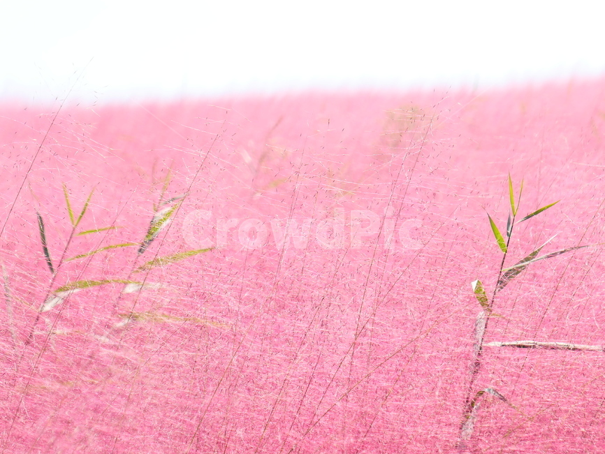 핑크뮬리,뮬리,muhly,pinkmuhly,여러해살이풀,여러해살이식물,핑크뮬리그라스,pinkmuhlygrass,속씨식물,외떡잎식물,벼목,가을,계절,fall,autumn,season,식물,자연,plants,nature,plant,grass,잔디
