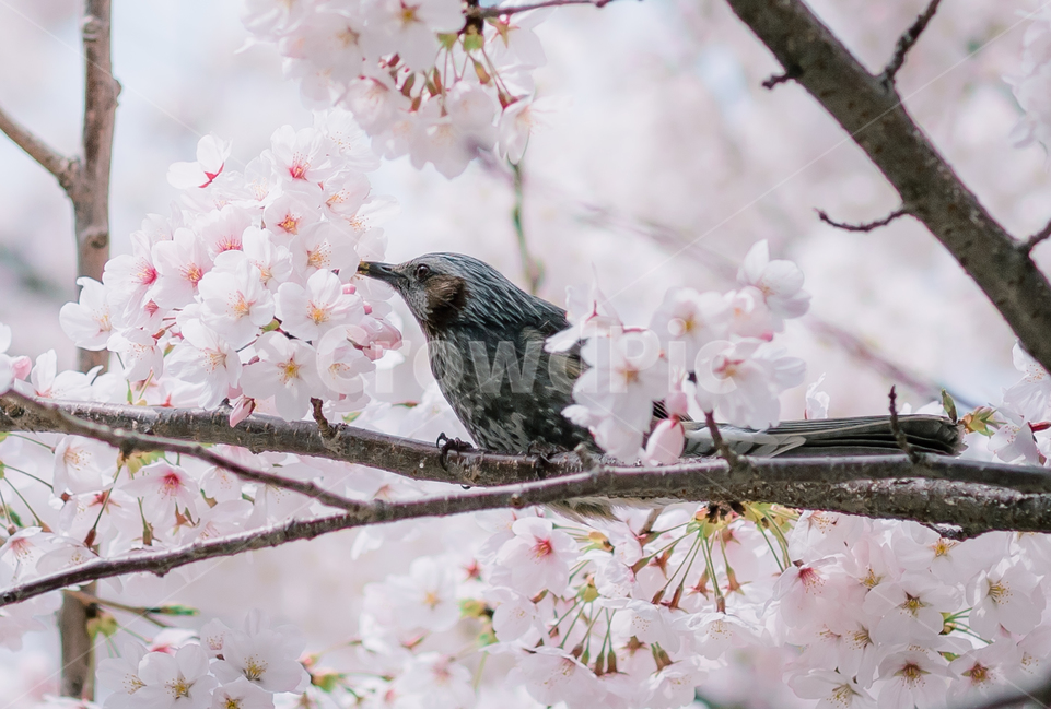 봄,벚꽃,새,꽃,자연,동물,bird,flower,봄,계절,spring,season,식물,자연,plants,nature,꽃,flower,동물,animal,조류,새,birds,감성,sensible,feeling,plant,cherry blossom,blossom