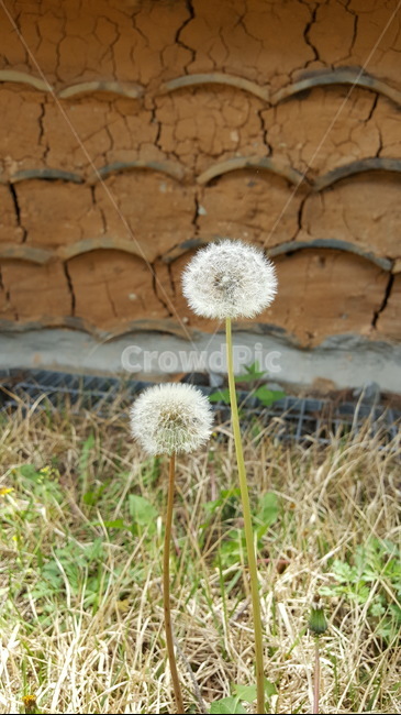 감성,자연,민들레,담벼락,민들레홀씨,식물,자연,plants,nature,꽃,flower