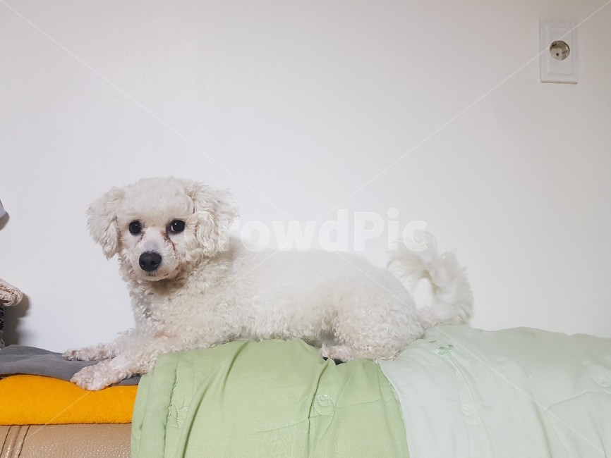 강아지,dog,puppy,비숑프리제,흰배경,whitebackground,bichong