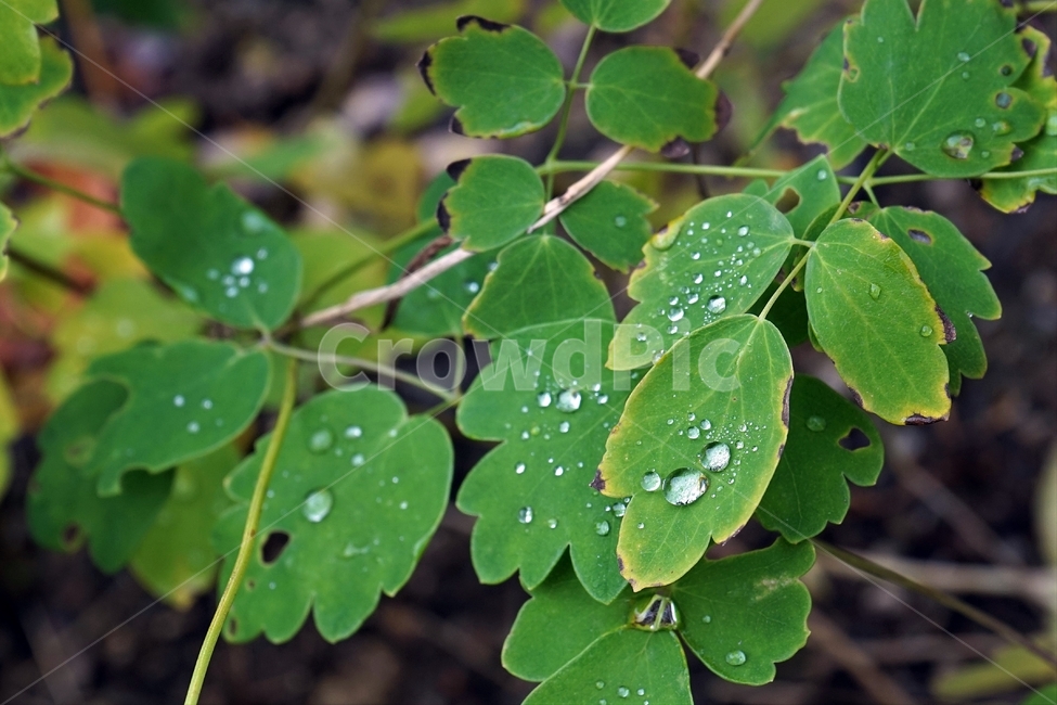 빗방울,이파리,잎,식물,가을,nature,plant,leaves,raindrop,식물,자연,plants,nature