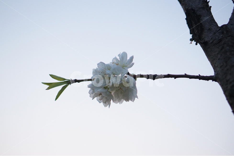 백매화,흰색,봄,밤,흐림,나무,식물,자연,plants,nature,꽃,flower