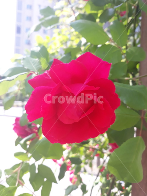 장미,5월,꽃,봄꽃,식물,rose