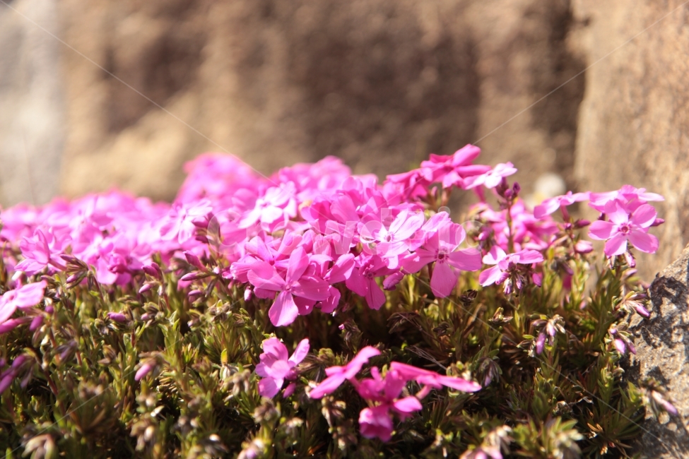 꽃,봄,진달래,따뜻함,온기,새싹,식물,자연,plants,nature,꽃,flower