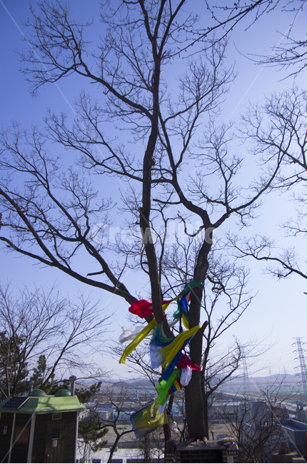 신목,샤먼,무당,나무,고목,성황당,tree,shaman,sacredtree,korea,koreatradition,traditional,전통,풍경,풍경사진,감성,감성사진,정취