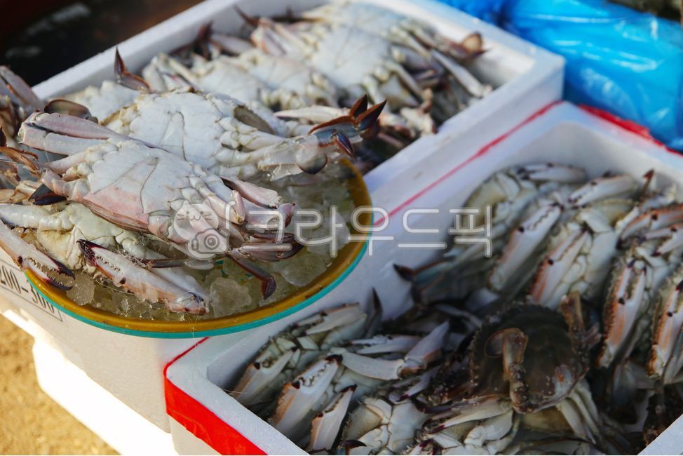 수산물,해물,수산시장,게,꽃게,seafood,음식,식재료,요리,food,cook,meal,dishes,food reserves,수산물,해산물,fishery products,seafood