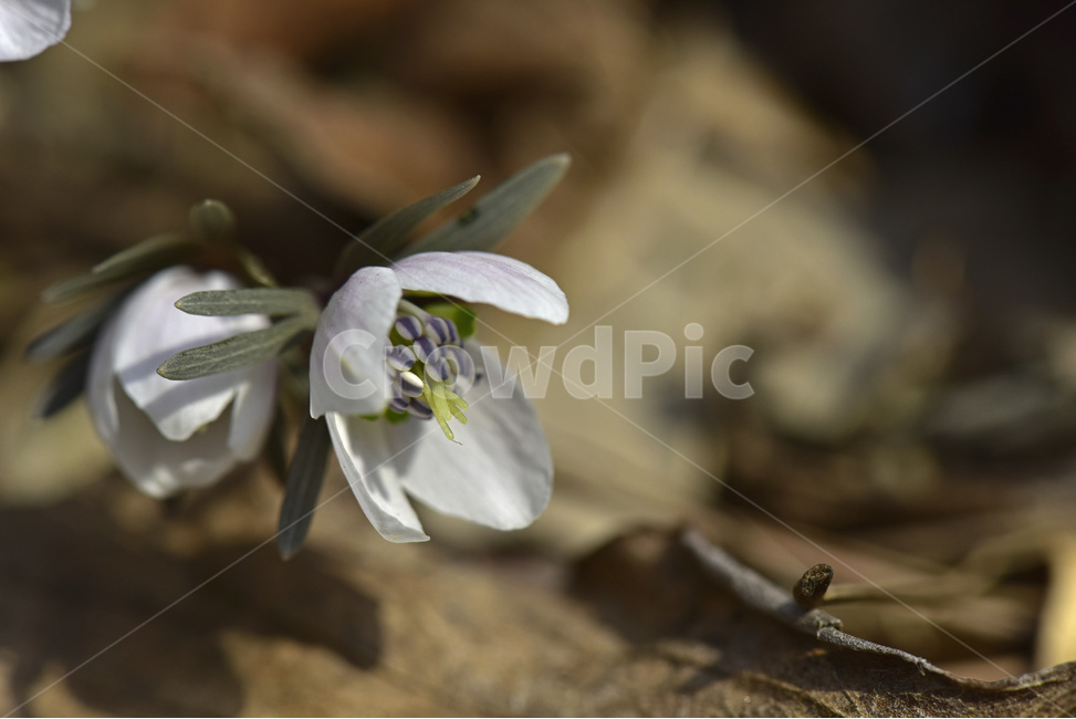 바람꽃,야생화,들꽃,이른봄,흰색,식물,자연,plants,nature,꽃,flower
