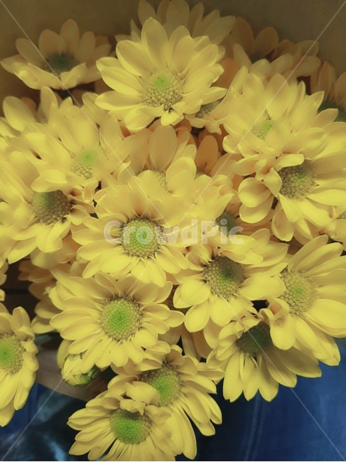 국화,꽃,노랑,선물,꽃다발,꽃,flower