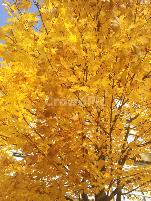 단풍,나무,가을,노랑색,plant,leaf,tree,maple,식물,잎,주황색,가을하늘,가을단풍,단풍나무,낭만,낙엽,자연,계절,가을,계절,fall,autumn,season,식물,자연,plants,nature,나무,trees,wood