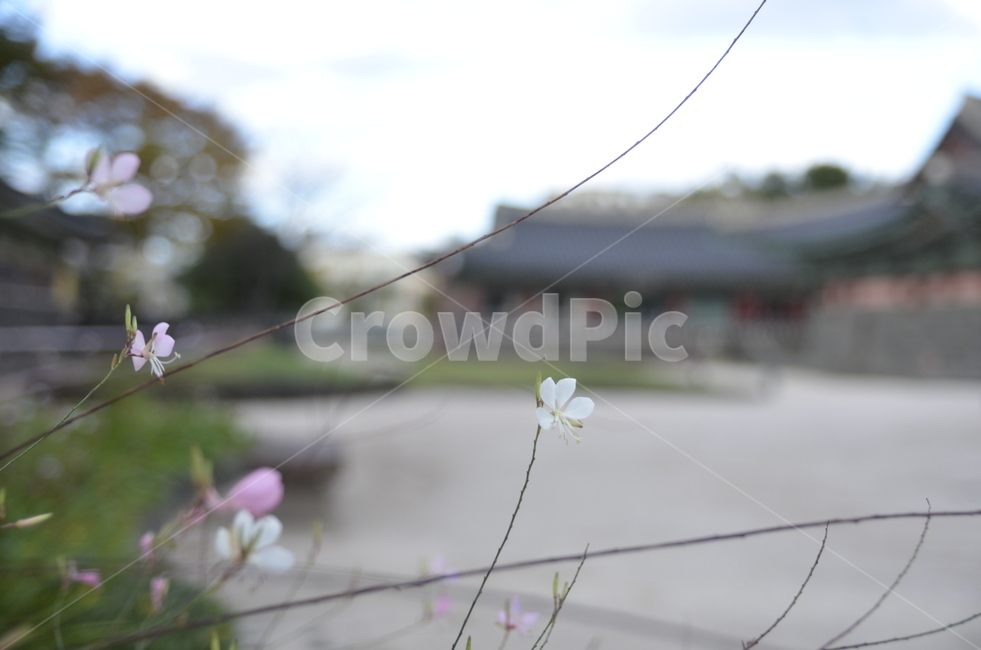 꽃,분홍,식물,plant,가지
