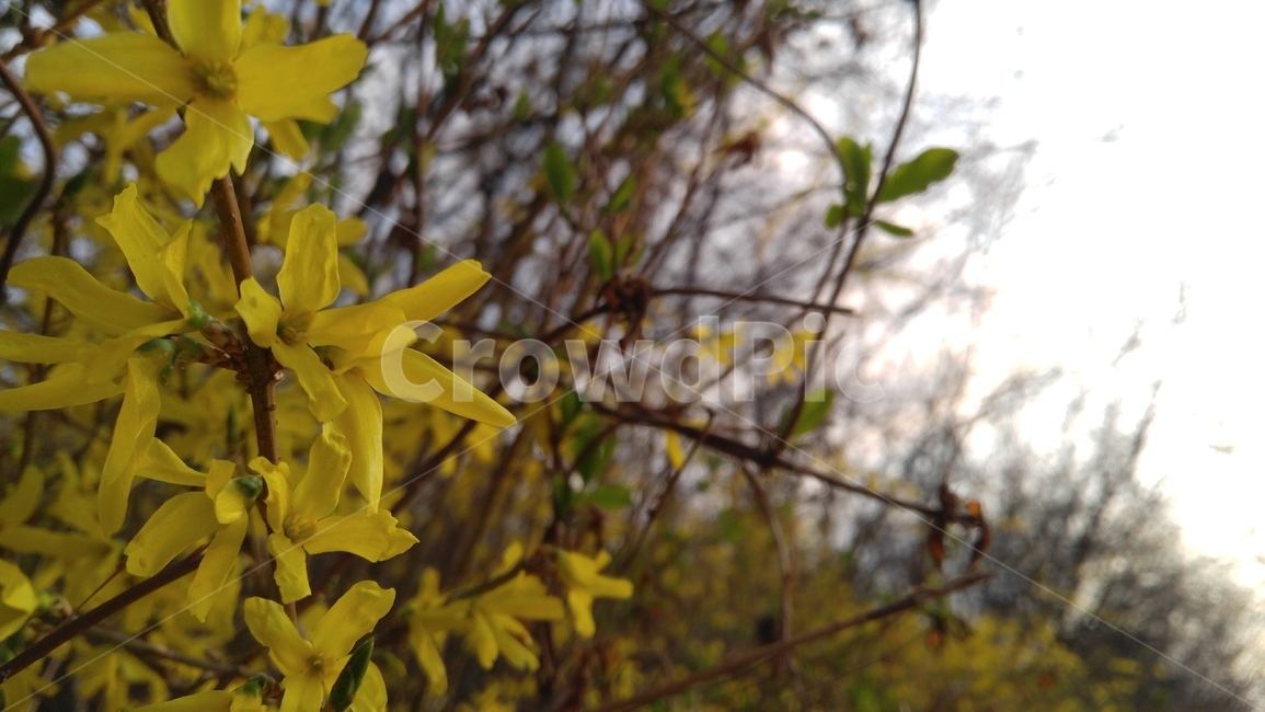 개나리,개나리꽃,노란꽃,꽃,노란색,봄,배경,감성,forsythia,cannaryflower,yellowflower,yellow,spring,background,emotional