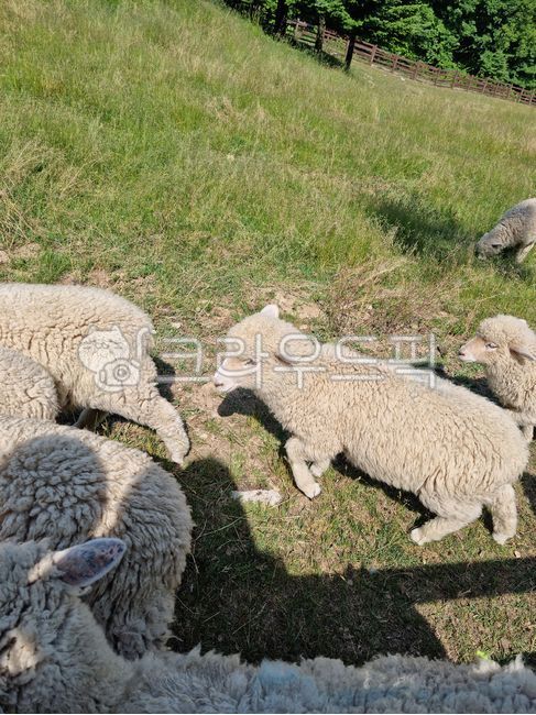 양털,초원,옆모습,아기양,어린,잔디,잔디밭,야외,야생,동물,포유류,자연,목초지,필드,양,가축