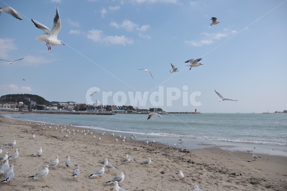바닷가,갈매기,백사장,해수욕장,새,조류,동물,바다,파도,해변,동물,animal,조류,새,birds