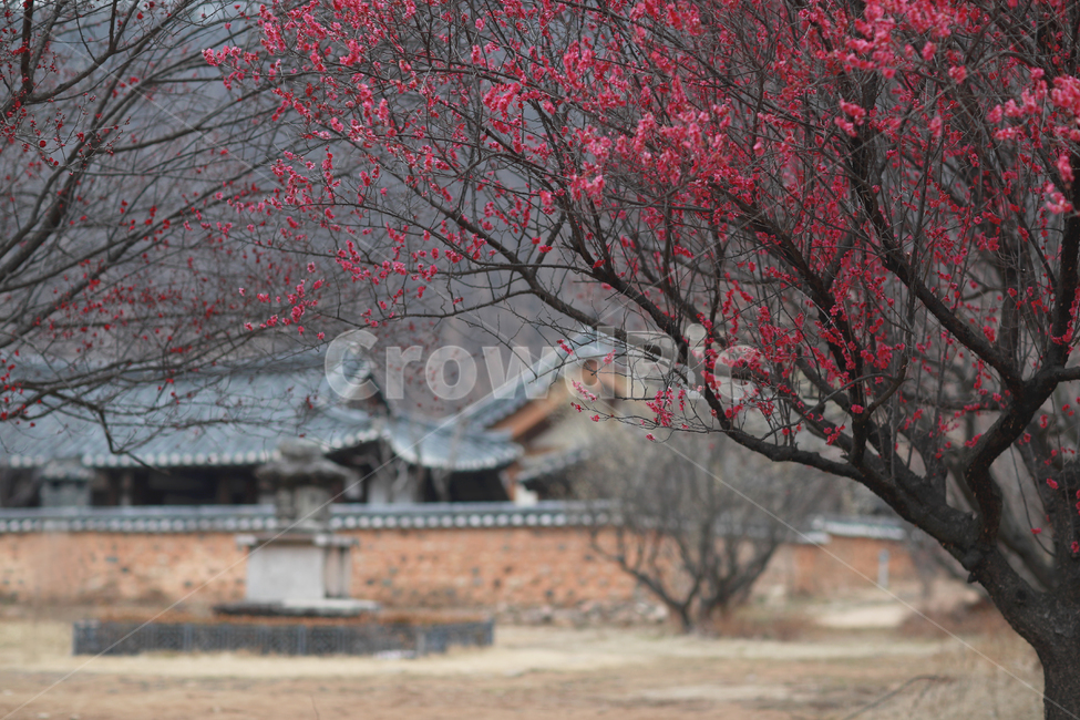 한옥,한국,홍매화,기와집,한옥마을,전통가옥,봄,계절,spring,season,한국전통,한국문화,korean traditional,korean culture,식물,자연,plants,nature,꽃,flower,건축물,건물외관,exterior,building,structure,architecture,construction,plant,tree,나무