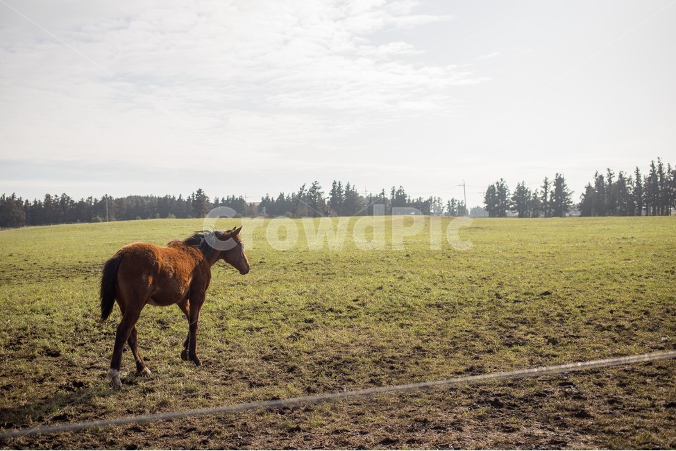 자연,목초지,농장,농촌,들,말,horse,제주도,평화,등판,제주,동물,animal,포유류,mammal