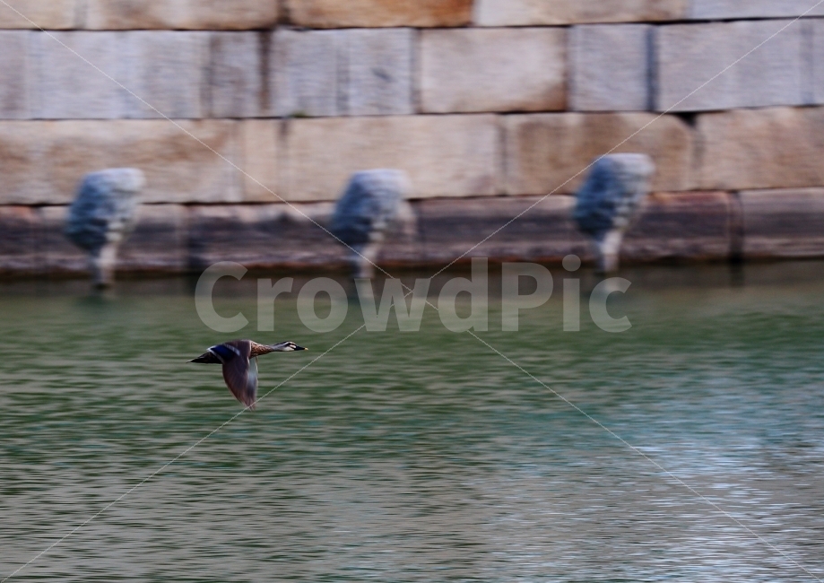 패닝샷,오리,안압지,경주,DSLR,동물,animal,조류,새,birds