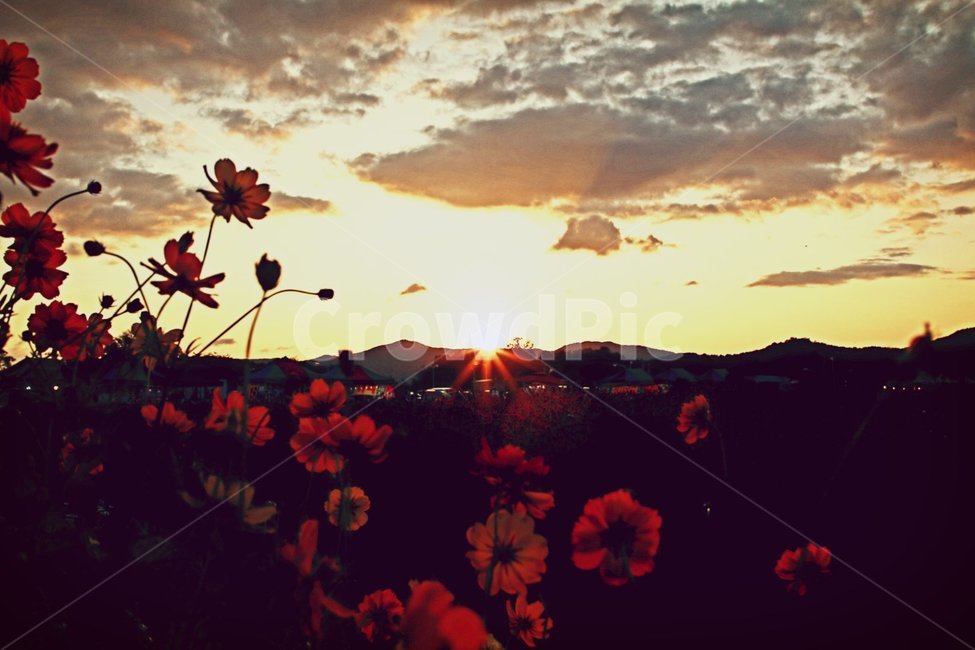 일몰,석양,코스모스,배경화면,빛,식물,자연,plants,nature,꽃,flower