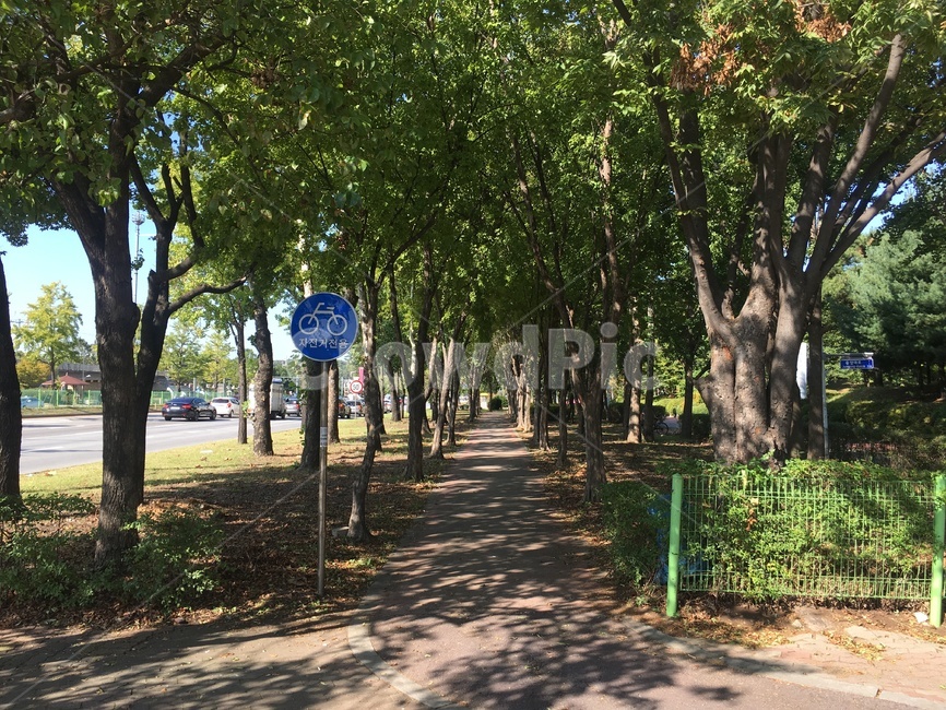 나무,숲,길,식물,자연,풍경