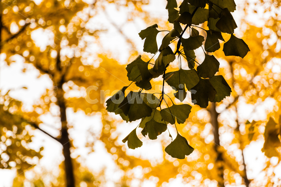 은행,은행나무,은행잎,은행숲,은행나무숲,가을,계절,fall,autumn,season,식물,자연,plants,nature,plant,leaf,잎
