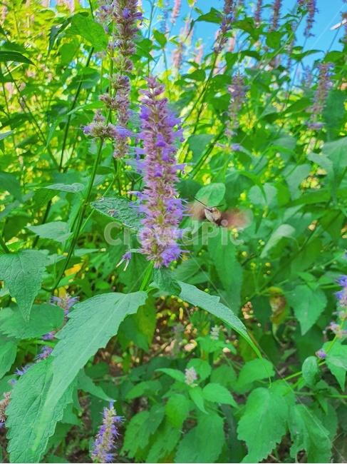 식물,라벤더,꽃,들꽃,야생화,들풀,곤충,plant,flower,insect,nature,박각시나방,식물,자연,plants,nature,꽃,flower