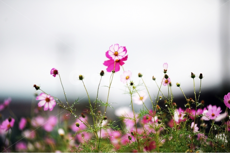 가을,가을꽃,코스모스,순정,식물,꽃,가을,계절,fall,autumn,season,식물,자연,plants,nature,꽃,flower,geranium,제라늄,blossom,plant,petal,꽃잎