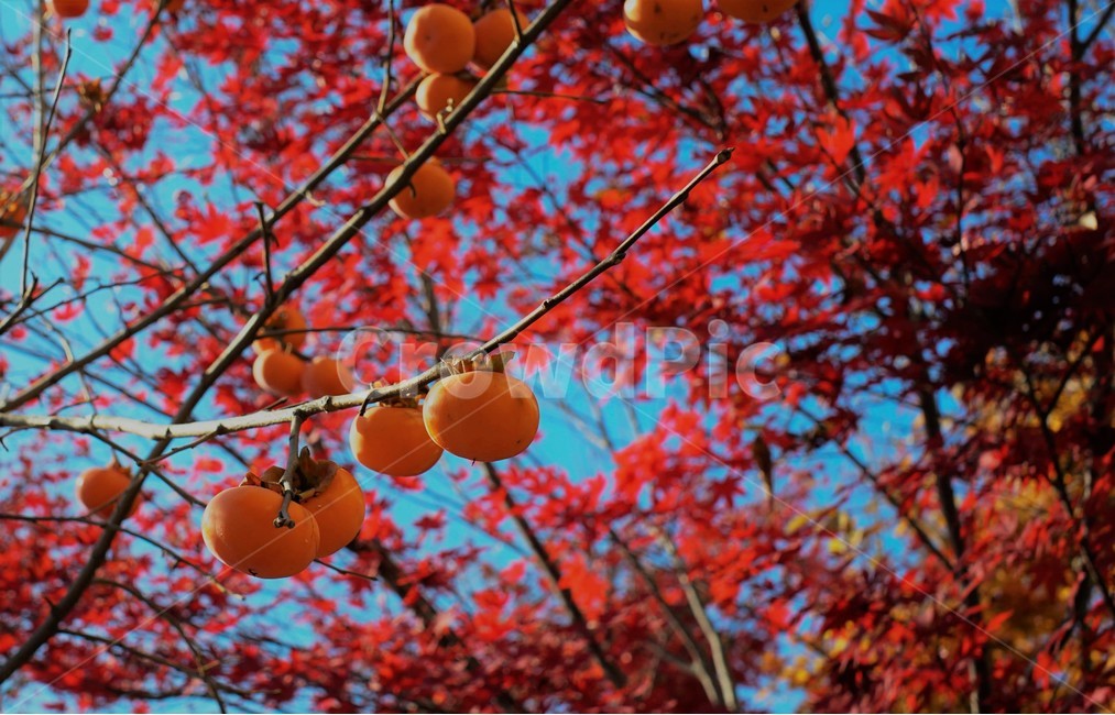 감,감나무,단풍,낙엽,가을,가을,계절,fall,autumn,season,자연,풍경,nature,landscape,plant,식물,leaf,잎