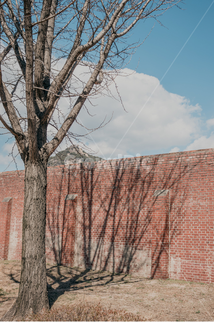 붉은벽,그림자,나무,겨울,쓸쓸한,맑은하늘,구름,자연,식물,자연,풍경,nature,landscape,brick,벽돌,tree,plant,tree trunk,나무 줄기