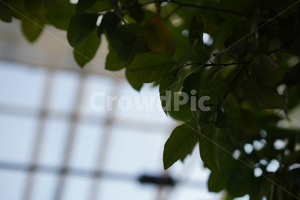 식물,풀,식물원,하늘,잎,잎사귀,잎파리,초록색,flower,leaf,sky,window,green,식물,자연,plants,nature