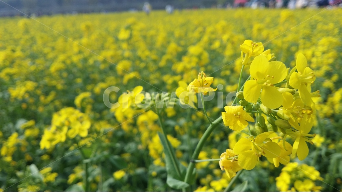 유채꽃,rapeflower,yellow,하중도,plant,flower,식물,자연,plants,nature,꽃,flower