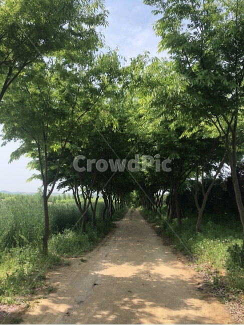 길,나무,풍경,초록,green,경치,자연,nature,숲,여름,맑음,sky,path