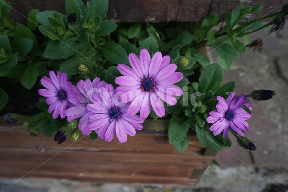 꽃,flower,식물,blossom,plant,보라,예쁜