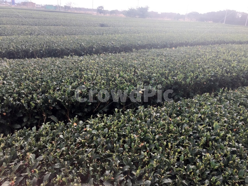 제주도,녹차,녹차밭,자연,풍경,산업,industry,industrial,농업,농사,agriculture,farming,farming industry