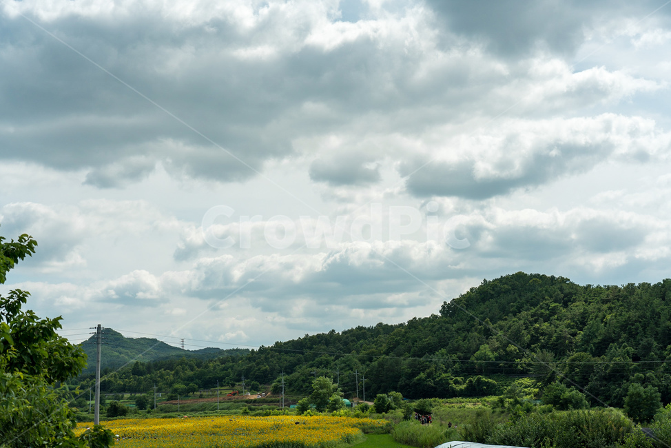해바라기,여름,하늘,구름,자연,landscape,cloud,자연경관,korea,식물,꽃,노랑,초록,풍경,나무,산,자연,풍경,nature,landscape,식물,plants,꽃,flower,outdoors,옥외,field,들,grassland,목초지