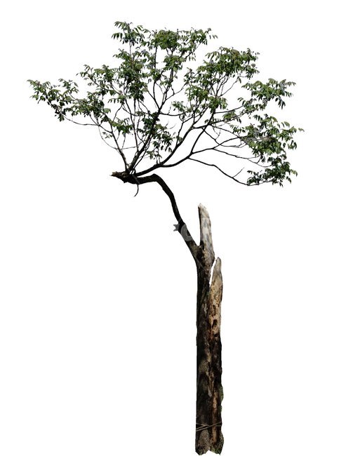 tree,나무,plant,식물,오동나무