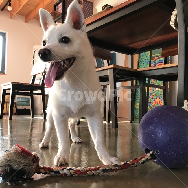 강아지,댕댕이,개,아기강아지,흰강아지,dog,puppy,whitedog,발발이,잡종,믹스견,pet,animal,동물,강아지장난감,장난감,귀여움,cute,lovely,사랑스러움,귀여운강아지,cutedog,사랑스러운강아지,lovelydog,동물,animal,포유류,mammal,개,강아지,dog,doggy