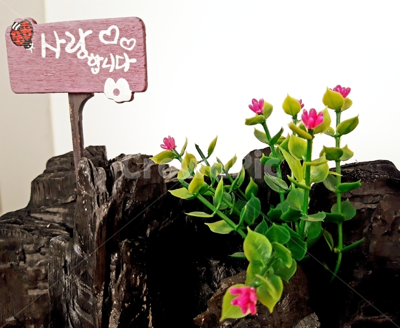 사랑합니다,사랑,하트,장식,꽃,장식품,인테리어,표현,마음,선물,사물,물건,오브젝트,글씨,문구,love,heart,decoration,flower,expression,emotion,gift,object,item,감정표현,기분,feeling,emotion,사물,물건,오브젝트,thing,object,matter