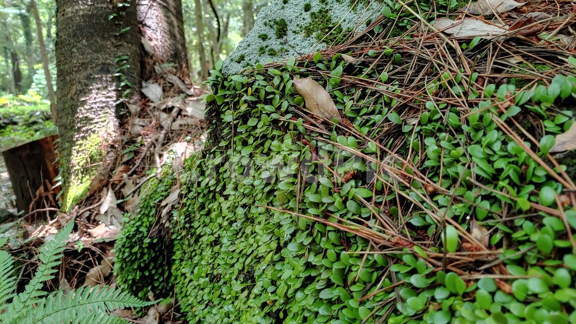 콩짜개덩굴,작은잎식물,자연,양치식물,lemmaphyllummicrophyllum