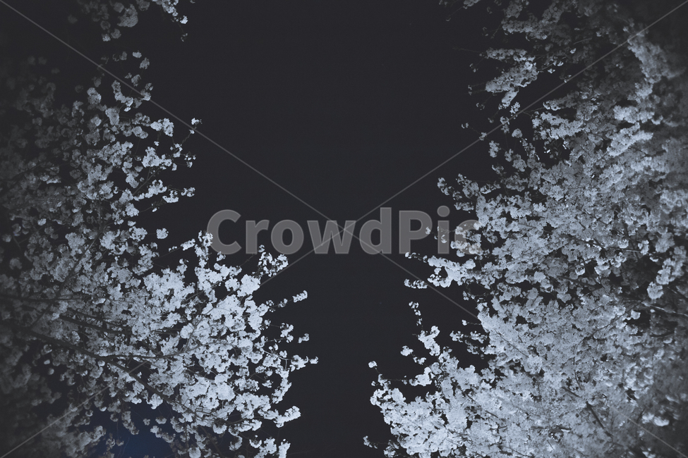 진해,여좌천,벚꽃축제,군항제,꽃,봄,봄,계절,spring,season,야경,밤,풍경,nightscape,night,landscape,nature,자연,plant,식물,ice,빙,outdoors,옥외
