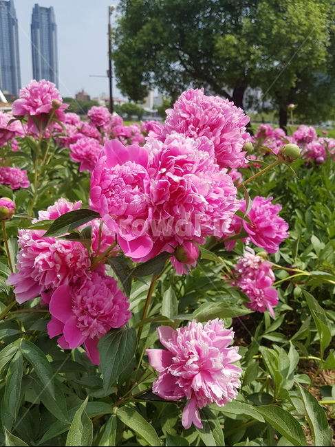 작약,peonyroot,수줍음,꽃,식물