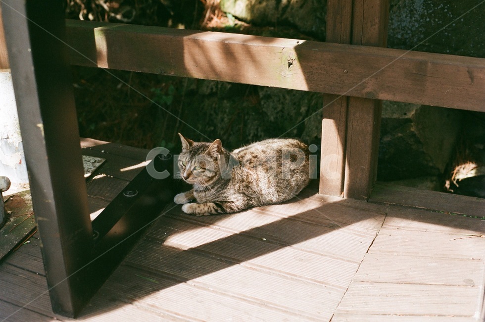 통영,고양이,등산,감성,동물,고먐미,필름카메라,필름,필카,cat,pet,길고양이,동물,animal,포유류,mammal,고양이,cat,kitten,kitty