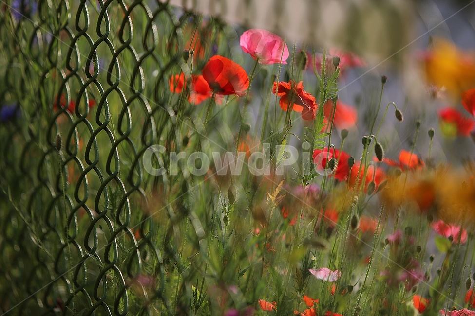 양귀비,자연,철장에담긴,꽃,힐링,식물,자연,plants,nature,꽃,flower