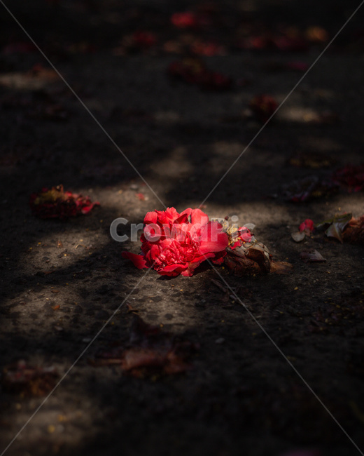 봄,봄꽃,동백,동백꽃,제주도,식물,자연,plants,nature,꽃,flower