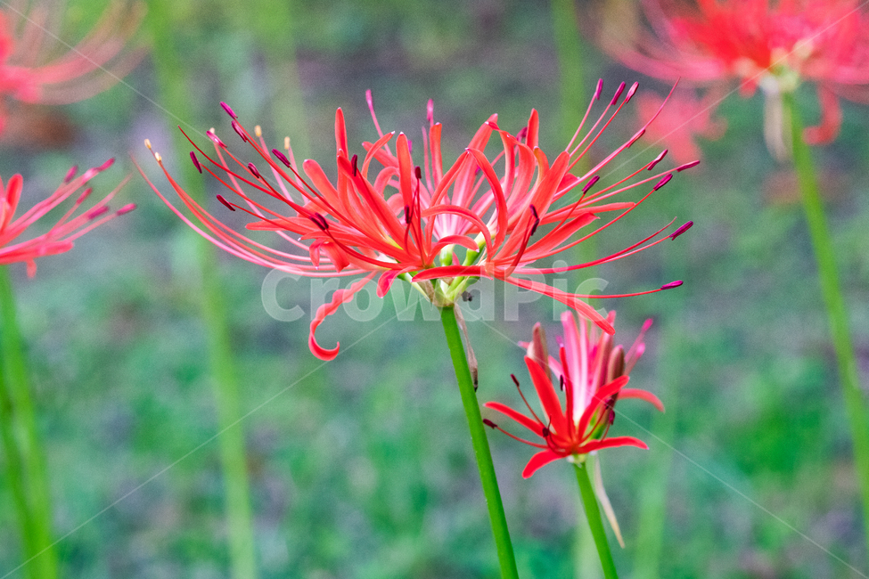 상상화,이별,만남,꽃,자연,nature,식물,식물,자연,plants,nature,꽃,flower