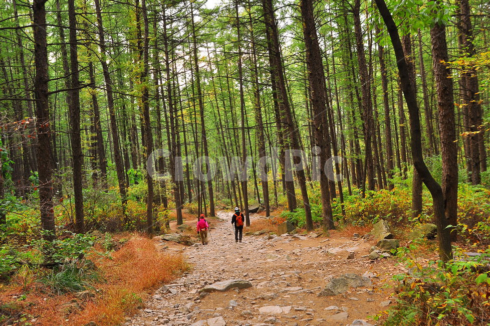 숲길,배경,힐링,초목,plant,식물,tree,사람,person,인간,human,나무,land,땅,outdoors,이깔나무숲,삼림욕장,피톤치드,옥외,forest,숲,woodland,삼림지,통로,자연,nature,10월,시즌,계절,season,등산로,산길,healing,road,초록색,녹색,그리너리,green,path,자연,풍경,nature,landscape,나무,trees,wood,ground,바닥,도로,dirt road,흙길,gravel,자갈