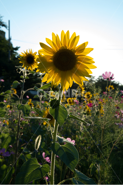 해바라기,행복,울산해바라기,태화강해바라기,감성,sunflower,여름,설렘,색감,노란색,yellow,꽃,식물,꽃배경,꽃구경,울산