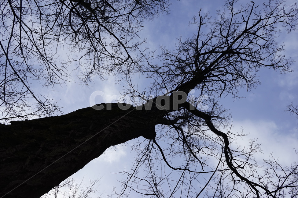 실루엣,초겨울,계절,하늘,silhouette,자연,가지,고목,나무,blue,season,winter,branch,tree,식물,자연,plants,nature,나무,trees,wood
