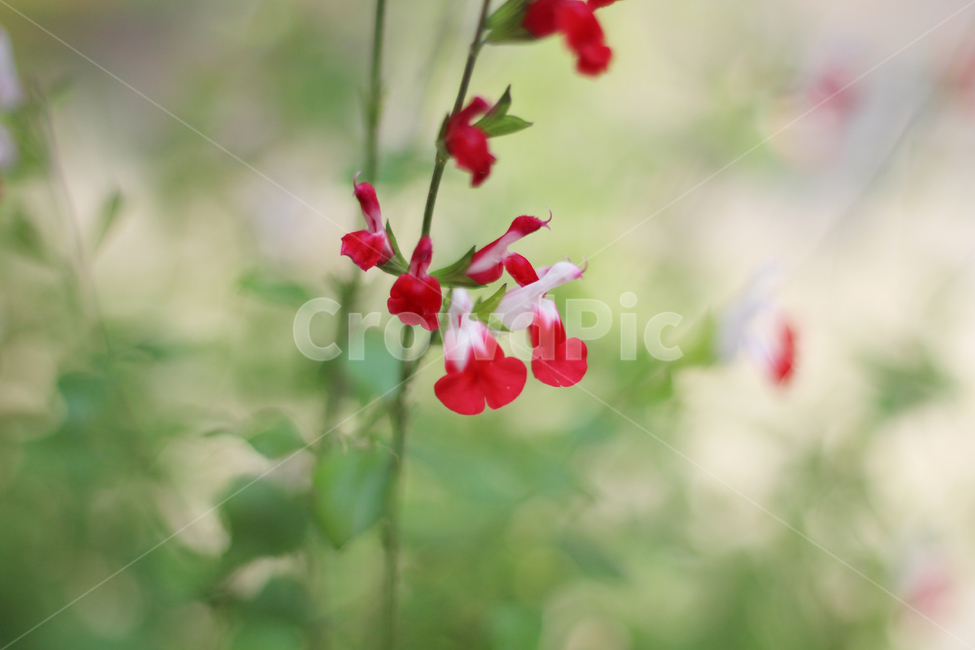 체리세이지,관상화,허브식물,꿀풀과,여러해살이풀,flower,자연,약재,babysage,grahamssage,plants,sage,hotlipsage,nature,핫립세이지,허브,꽃,봄꽃,붉은꽃,빨간꽃,예쁜,아름다운,식물